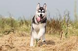 SIBERIAN HUSKY 123